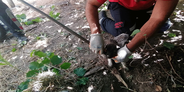 Erzincan'da itfaiye ekipleri boş kuyuya düşen yavru köpekler için seferber oldu