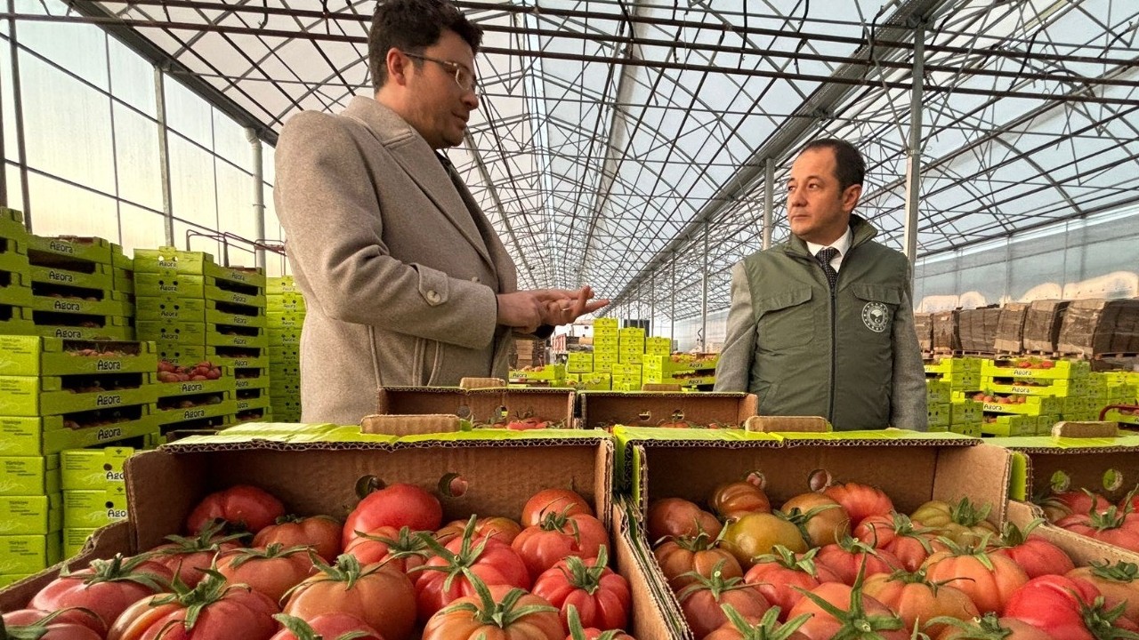 Erzincan’da jeotermal seralarda kış ortasında domates hasadı