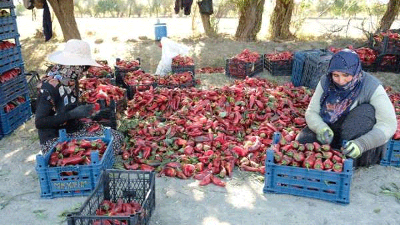 Erzincan’da kadınların gücüyle 100 tonluk rekor üretim! Serada başarı hikayesi