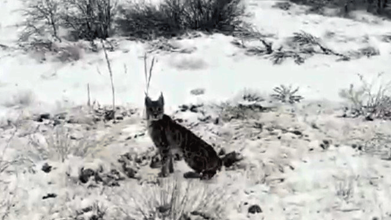 Erzincan’da karların arasında nadir bir misafir!