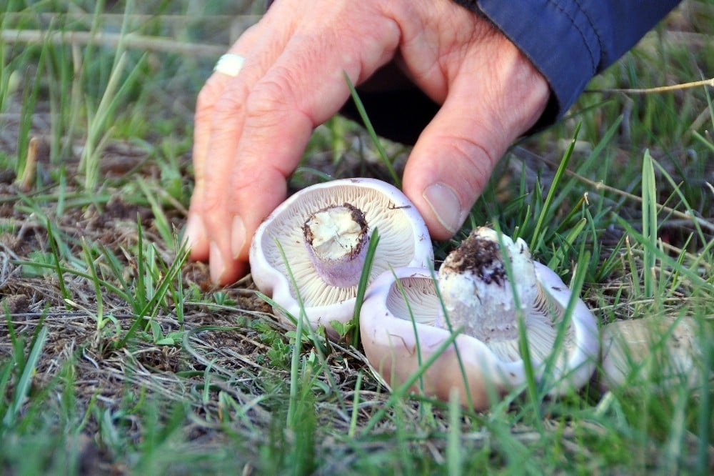 Erzincan’da mantar sezonu başladı 