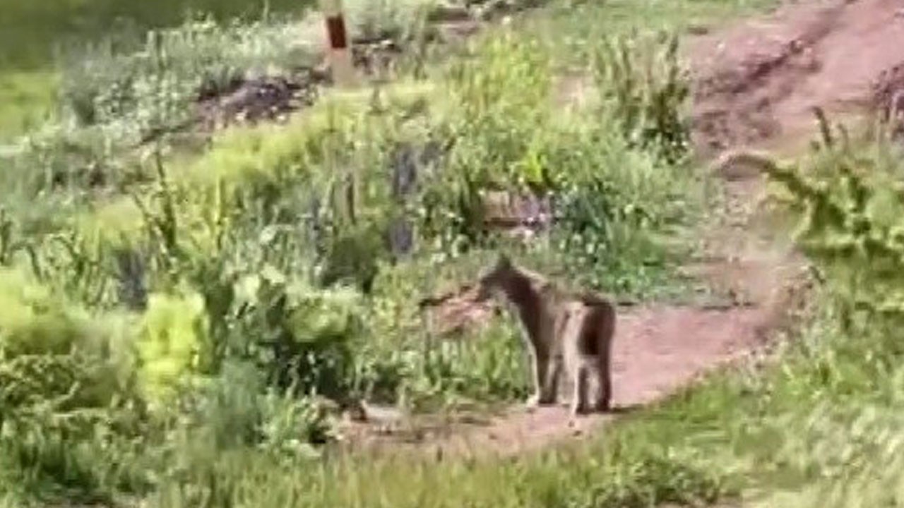 Erzincan’da nadir karşılaşma!