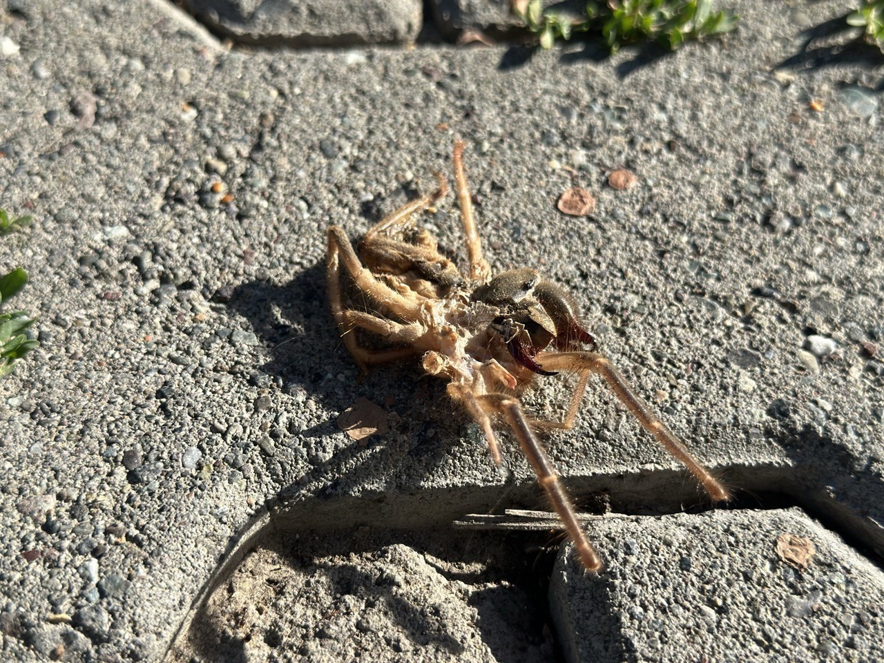 Erzincan’da ‘Sarıkız’ örümceği tedirgin etti!