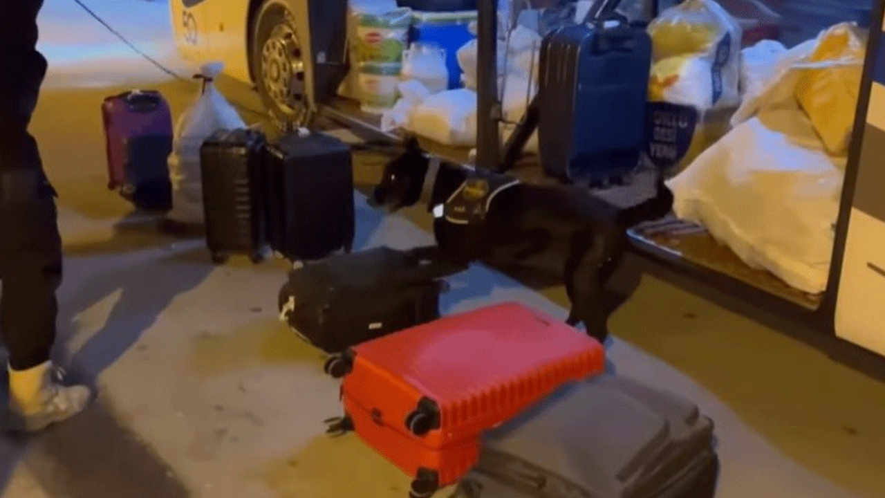 Erzincan'da suçluların korkulu rüyası! Narkotik köpeği 'Naz' ekiplere göz açtırmıyor