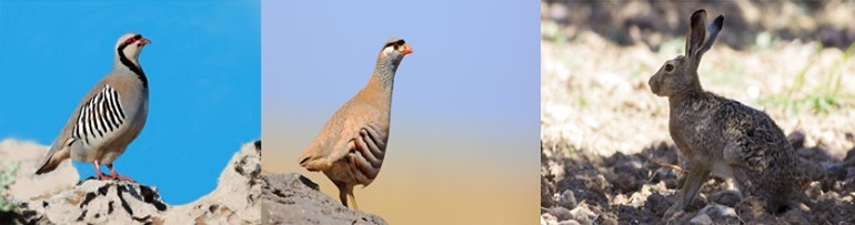Erzincan’da tüm avlaklarda av yasağı başladı 
