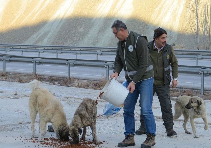 Erzincan’da yaban hayatına yem desteği 