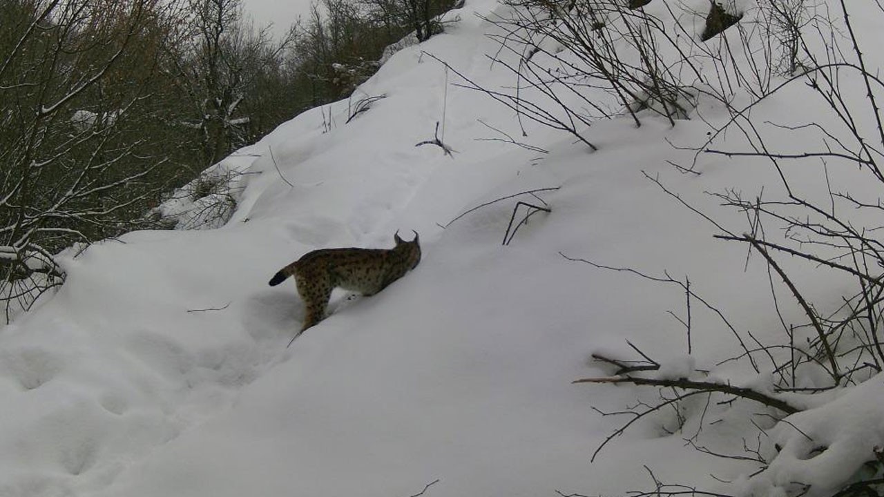 Erzincan’da yabani hayvanların hayatı görüntülendi