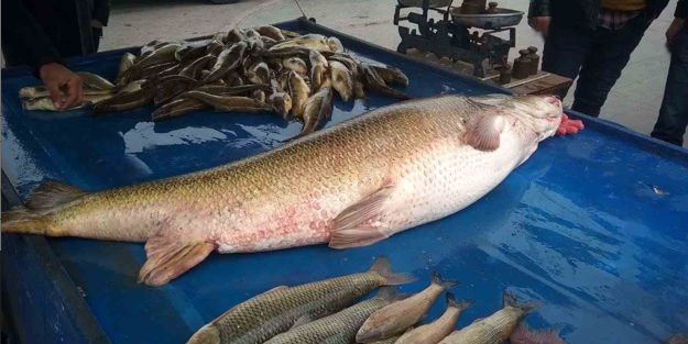 Erzincan'da yakalandı! İlgi odağı oldu