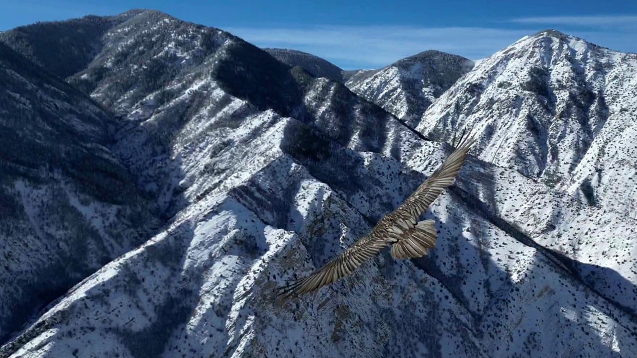 Erzurum semalarında nadir an! Sakallı akbaba dronla yan yana uçtu