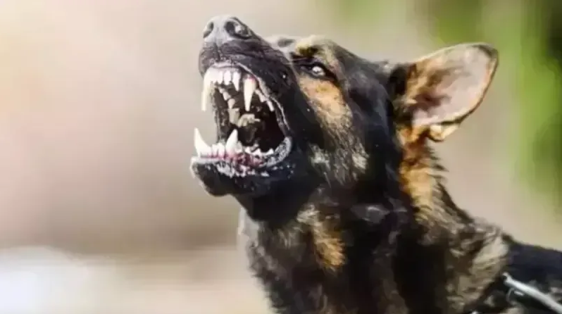 Erzurum ve İzmir’de sahipsiz köpekler çocuklara saldırdı: Ağır yaralı var...