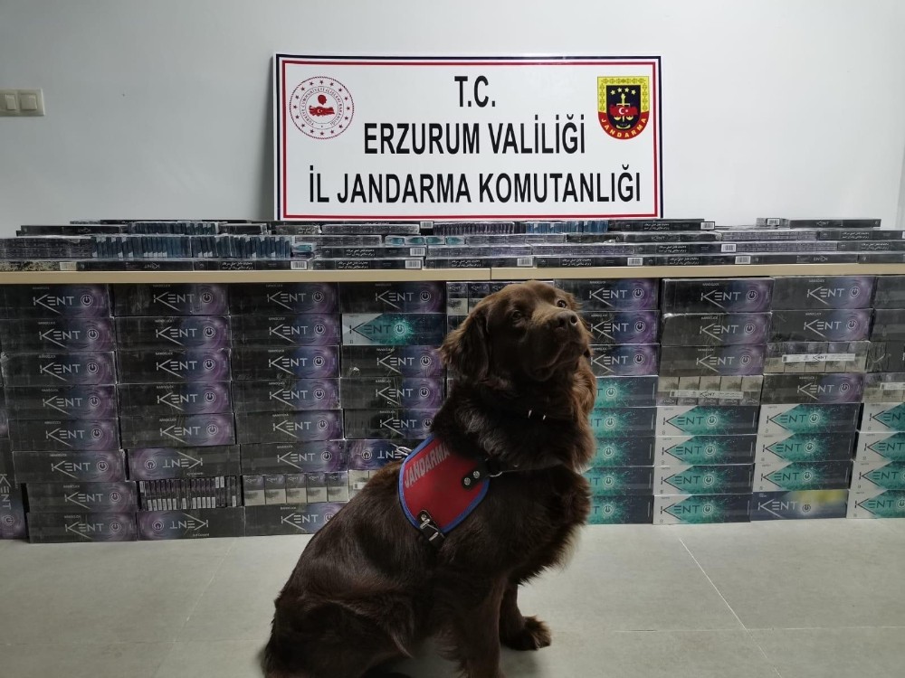Erzurum’da 5 bin 200 paket kaçak sigara ele geçirildi 