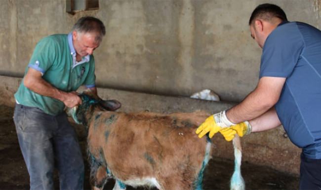 Erzurum'da aç kalan köpekler buzağılara saldırıyor