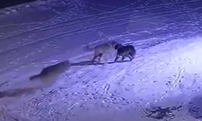 Erzurum’da aç kalan kurtlar köpeği yedi 