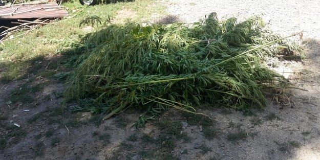 Erzurum'da bin 250 kök Hint keneviri ele geçirildi