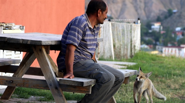 Erzurum'da bir kere yem verdiği tilkiden bir daha kurtulamadı