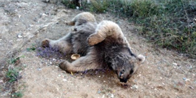 Bu halde bulundu! Önce uyuyor sandılar sonra...