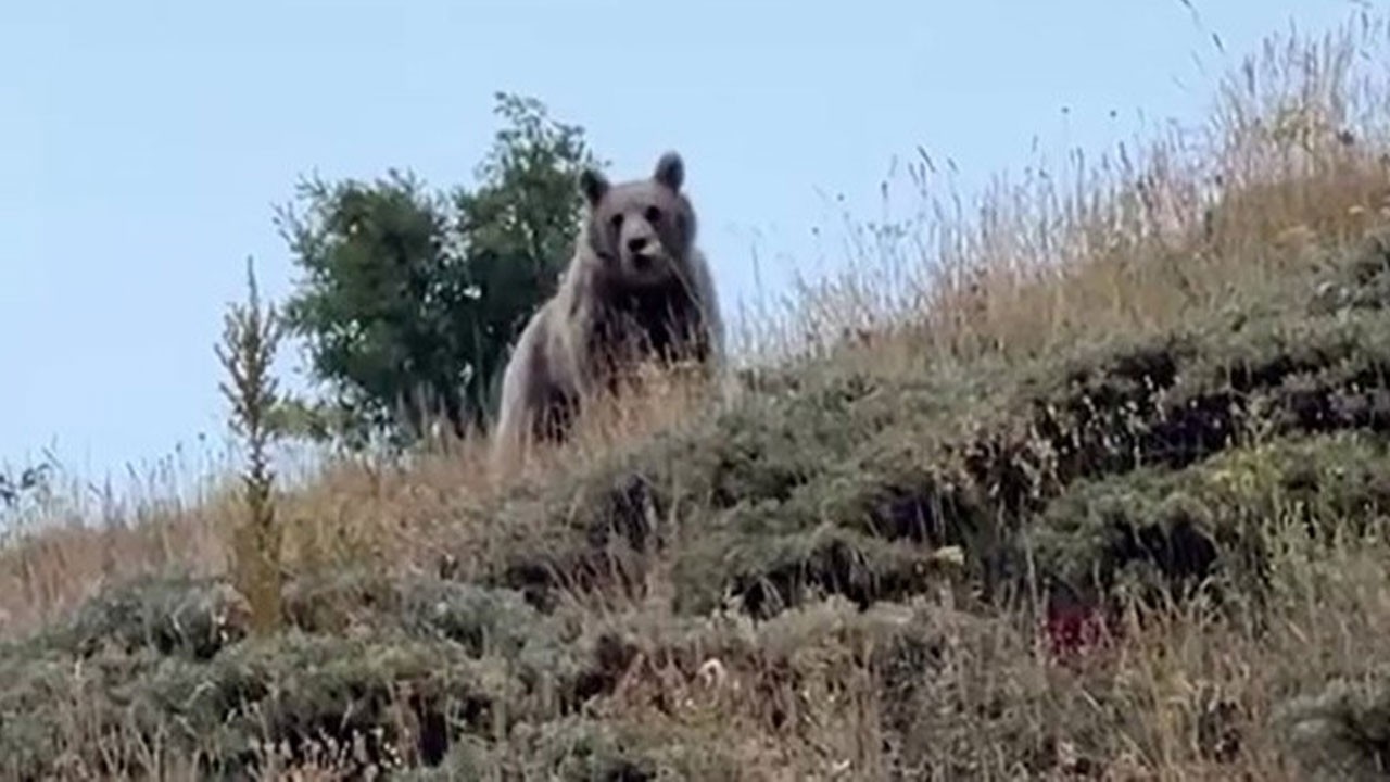 Erzurum'da çoban ile ayı arasında geçen ilginç olay