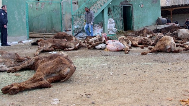 Erzurum'da çobanın ilgilenmediği 19 büyükbaş hayvan açlıktan öldü