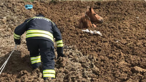 Erzurum'da gübre yığınına saplanıp mahsur kalan atı, itfaiye kurtardı