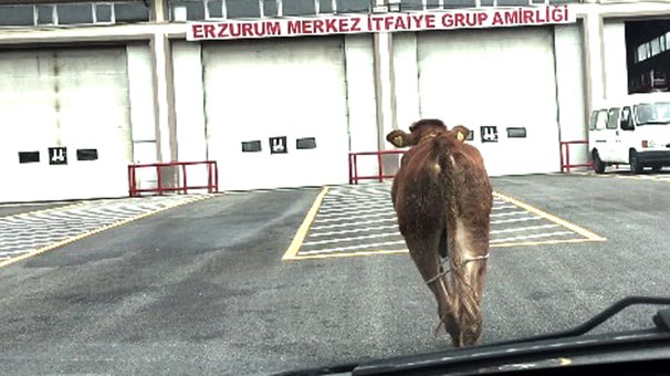 Erzurum’da kaçan dana itfaiye binasına girdi