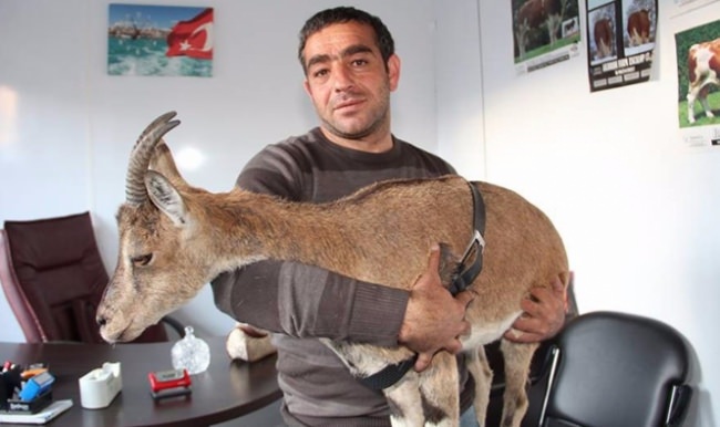Erzurum'da keçiyi kucağında taşıyıp veterinere getirdi