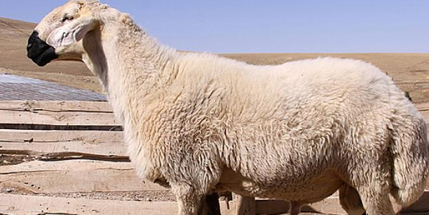 Erzurum'da koyun kanından tıbbi laboratuvarlarda kullanılacak materyal üretilecek