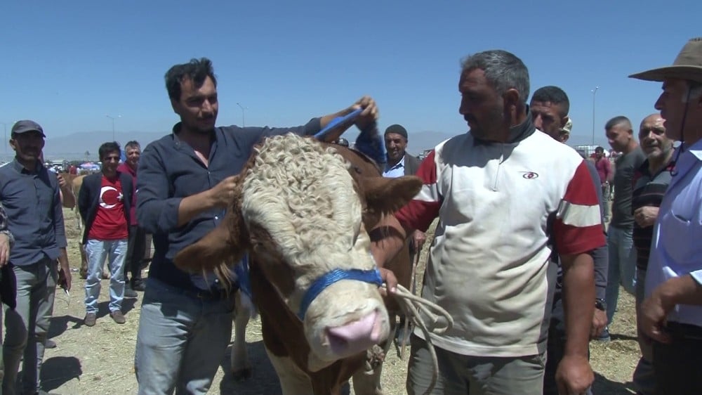 Erzurum’da kurban pazarının Dadaş boğası göz kamaştırdı 