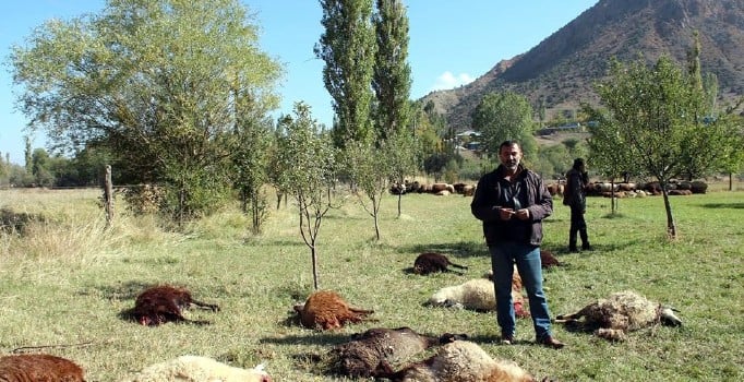 Erzurum'da kurtlar 40 koyunu telef etti