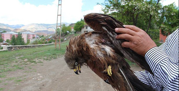 Erzurum'da yaralı şahine zabıta sahip çıktı