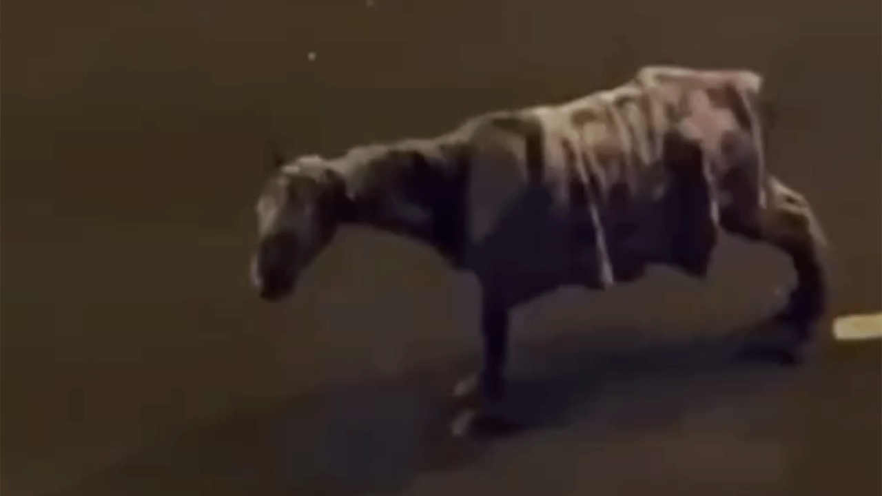 Erzurum’da yolun ortasında donan atın acı durumu!