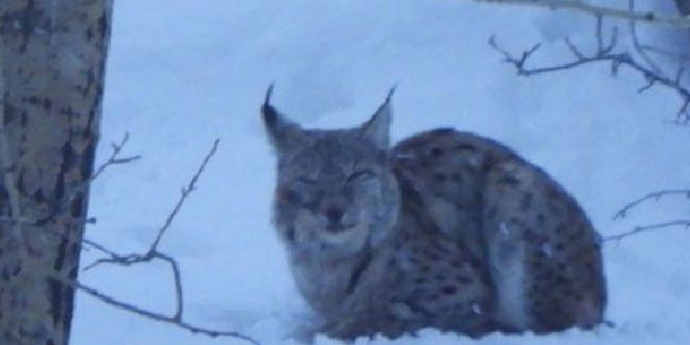 Erzurum'da yorgun vaşak görüntülendi
