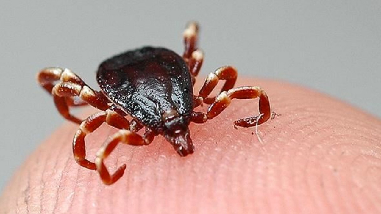 Esas "Hyalomma marginatum'a" dikkat! Uzmanı teker teker açıkladı... Bunu kırmak için yapmalıyız!