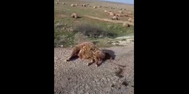 Esed rejimi ve Şii milislerinden koyun katliamı