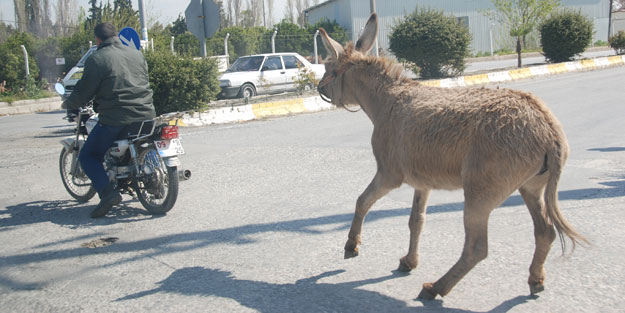Eşeğe eziyet eden kişi hakkında suçduyurusu