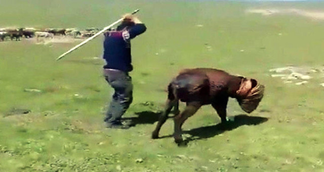 Eşeğe işkence yapan caninin cezası belli oldu