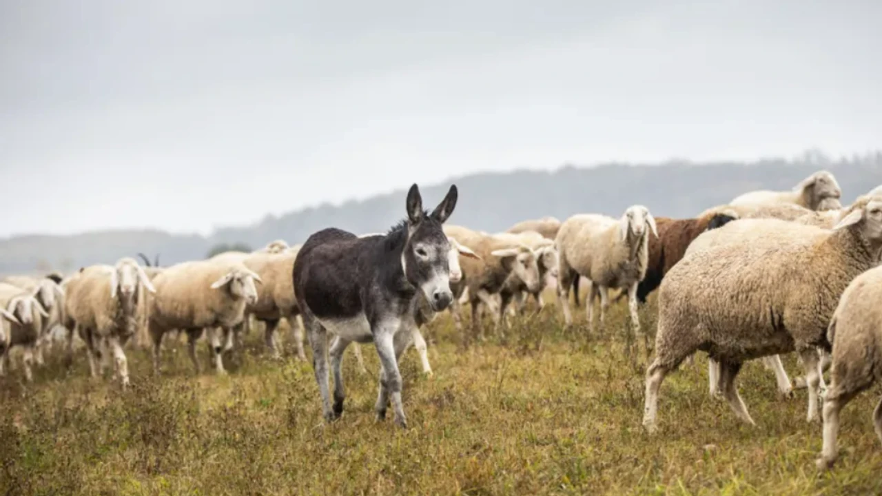 Eşeğe nöbet yasağı!