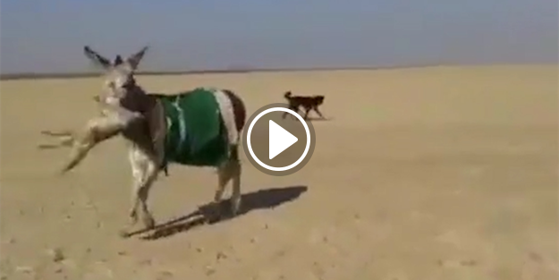 Eşeğe saldıran tilki hayatının hatasını yaptı!