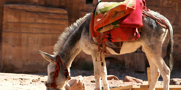 Eşeğe tokat atan kişiye hapis cezası verildi