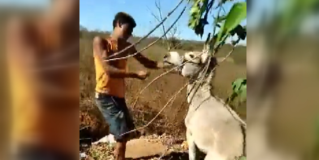 Eşeği acımasızca döven genç ettiğini buldu!
