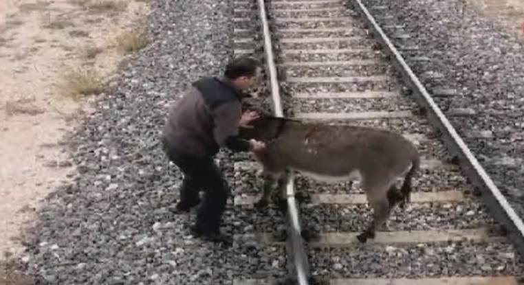 Eşeği tren raylarına bağlayarak ölüme terk ettiler