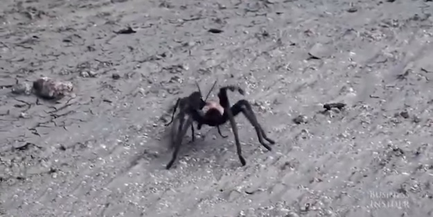 Eşek arısıyla tarantulanın savaşı böyle görüntülendi