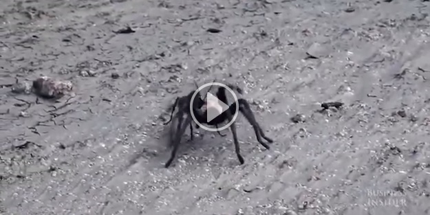 Eşek arısıyla tarantulanın sıra dışı savaşı