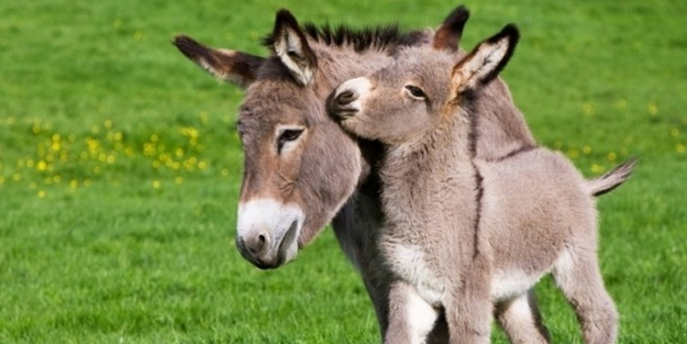 Eşek derisi ticaretine yasak