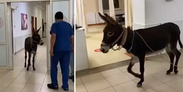 Eşek, hastanenin acil servisine girdi!