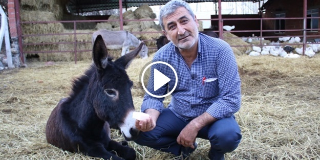 Eşek sütü anne sütüne rakip!