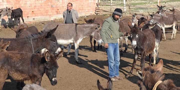 Eşek sütünün litresini 120 liradan satıyor
