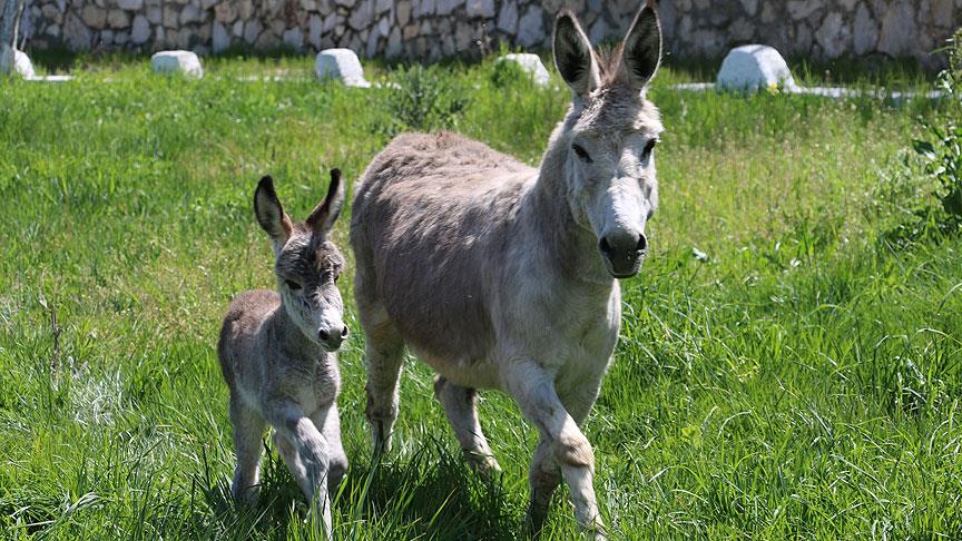 'Eşek sütü'nün öneminin artması Türkiye'de eşek ırklarını gündeme getirdi
