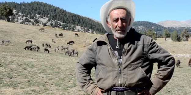 Eşek sütüyle zengin olmak isterken başına dert açtı