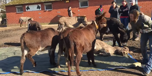 Eşekler, arkadaşlarının öldüğünü görünce...