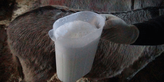 Bu sütün litresi 80 lira!